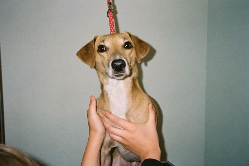 A dog standing on a grooming table being held steady