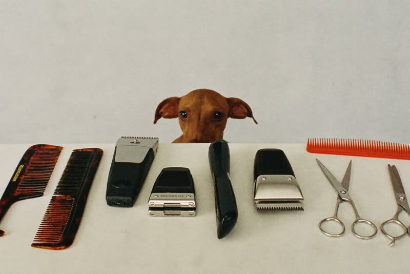Grooming clippers, comb and scissors laid out on a clean surface