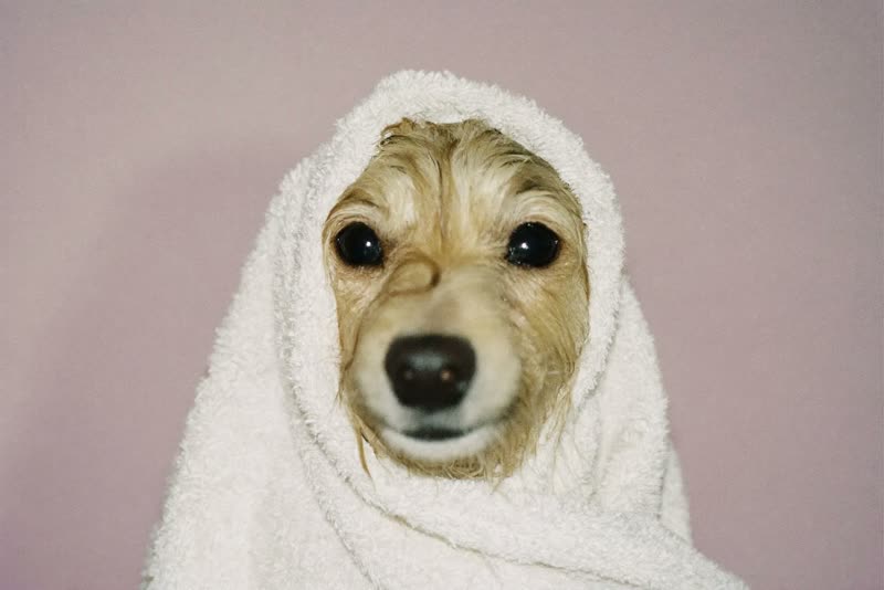 A small wet dog wrapped in a towel after a bath