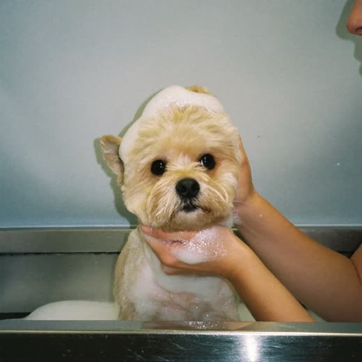 A small dog being shampooed in a grooming bath