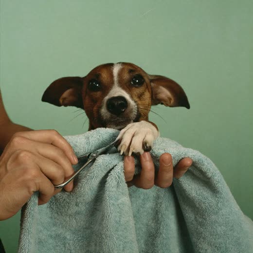 A dog's paw having its nails clipped